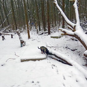 Balou in de sneeuw.