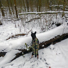 Balou in de sneeuw.