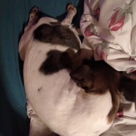 Hondenfoto van Coby & Wanda en Mathilde