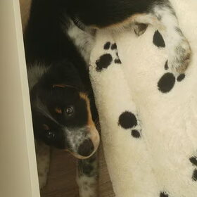 Hondenfoto van Angelique, Kleine Maybe en Tess <3