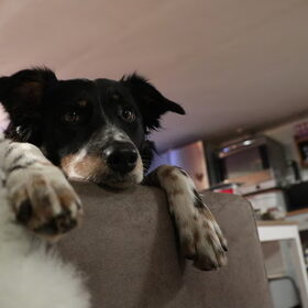 Hondenfoto van Angelique, Kleine Maybe en Tess <3