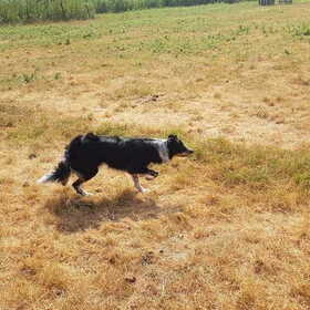 Hondenfoto van Angelique, Kleine Maybe en Tess <3