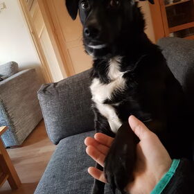 Hondenfoto van Lucia, Lizzy & Ziva