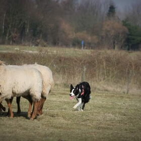 Hondenfoto van Angelique, Kleine Maybe en Tess <3
