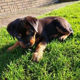 Hondenfoto van •• Ellun en Evi  ••