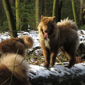 Hondenfoto van Marijke - Aila, Dinja & Evi