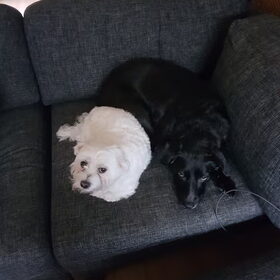 Hondenfoto van Lucia, Lizzy & Ziva
