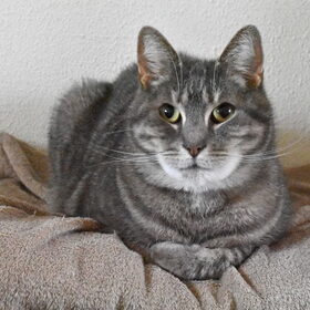 Dikke knuffel kat.