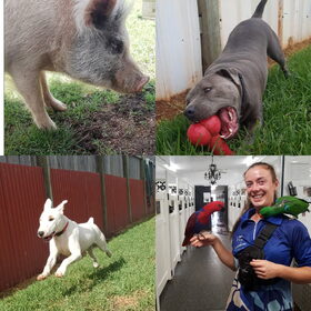 Hondenfoto van Dutchshepherdteam 
