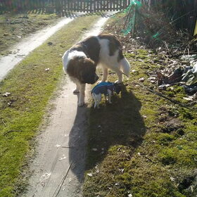 Hondenfoto van Coby & Wanda en Mathilde