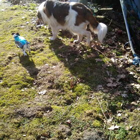 Hondenfoto van Coby & Wanda en Mathilde