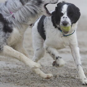 Hondenfoto van Angelique; Bruno, Charlie & Fenna  