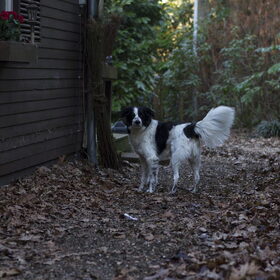 Hondenfoto van Angelique; Bruno, Charlie & Fenna  
