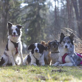 Hondenfoto van Angelique; Bruno, Charlie & Fenna  