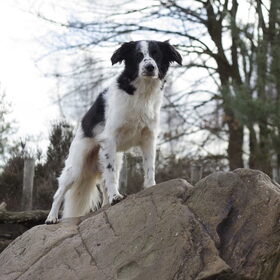 Hondenfoto van Angelique; Bruno, Charlie & Fenna  