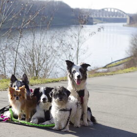 Hondenfoto van Angelique; Bruno, Charlie & Fenna  