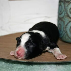 Hondenfoto van Angelique, Kleine Maybe en Tess <3