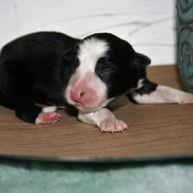 Hondenfoto van Angelique, Kleine Maybe en Tess <3