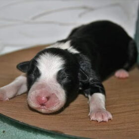 Hondenfoto van Angelique, Kleine Maybe en Tess <3