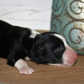 Hondenfoto van Angelique, Kleine Maybe en Tess <3