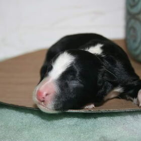 Hondenfoto van Angelique, Kleine Maybe en Tess <3