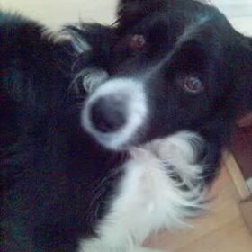 Onze allereerste Border MAX i.m., wat was je een super vriend…