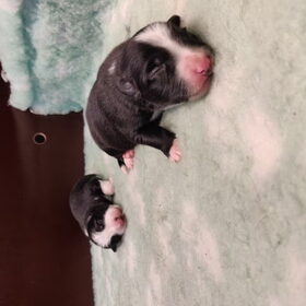 Hondenfoto van Angelique, Kleine Maybe en Tess <3