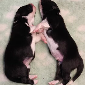 Hondenfoto van Angelique, Kleine Maybe en Tess <3