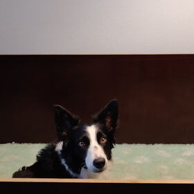 Hondenfoto van Angelique, Kleine Maybe en Tess <3