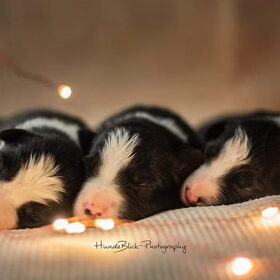 Hondenfoto van Angelique, Kleine Maybe en Tess <3