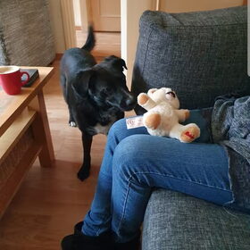 Hondenfoto van Lucia, Lizzy & Ziva
