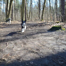 Hondenfoto van Jeanine :)
