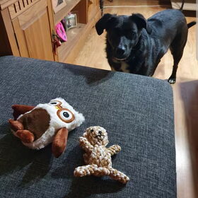 Hondenfoto van Lucia, Lizzy & Ziva