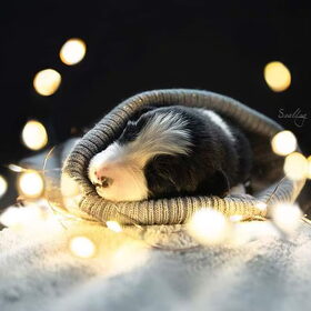 Hondenfoto van Angelique, Kleine Maybe en Tess <3