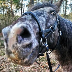 Hondenfoto van Ciska en Spanjaardje Moh (Bambi r.i.p.)