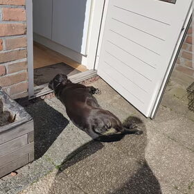 Hondenfoto van Lucia, Lizzy & Ziva