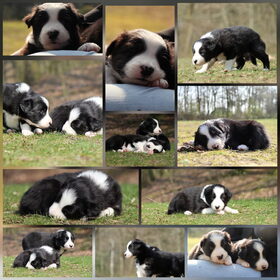 Hondenfoto van Angelique, Kleine Maybe en Tess <3