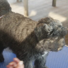 Hondenfoto van Of Flanders Best - bouvier des Flandres