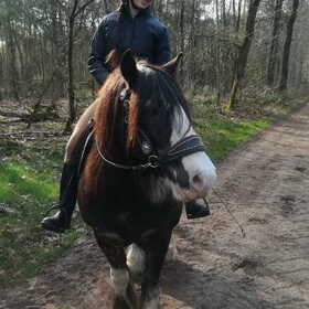 Hondenfoto van Dutchshepherdteam 