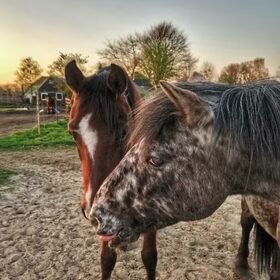 Hondenfoto van Ciska en Spanjaardje Moh (Bambi r.i.p.)