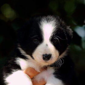 Hondenfoto van Angelique, Kleine Maybe en Tess <3