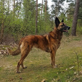 Hondenfoto van Dutchshepherdteam 