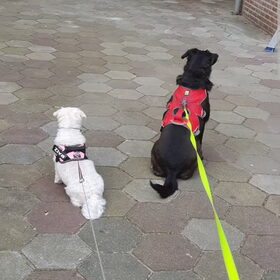 Hondenfoto van Lucia, Lizzy & Ziva