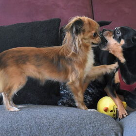 Balou laat dit niet zomaar gebeuren.