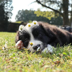 Hondenfoto van Angelique, Kleine Maybe en Tess <3