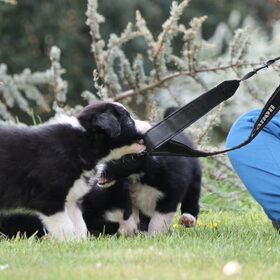 Hondenfoto van Angelique, Kleine Maybe en Tess <3