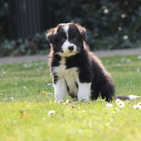 Hondenfoto van Angelique, Kleine Maybe en Tess <3