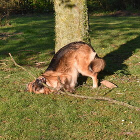 Loca, rare hond.