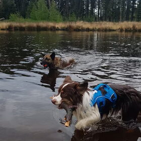 Hondenfoto van Dutchshepherdteam 
