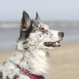 Hondenfoto van Angelique; Bruno, Charlie & Fenna  